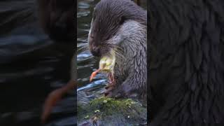 River otter eating newborn chicken [upl. by Pilloff412]