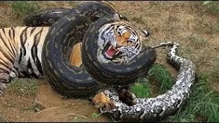 ANACONDA DAN PYTON vs HARIMAU JAGUAR SINGA MACAN TUTUL [upl. by Eneleahcim731]