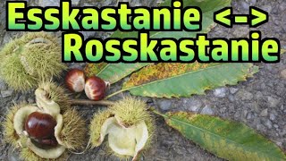 Esskastanie essbar vs Rosskastanie giftig №193 [upl. by Ranita]