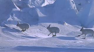 Arctic Hare Crossed Over Sea Ice [upl. by Lucilla]