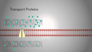 Facilitated Diffusion [upl. by Ahsemo]