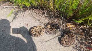 Timber Rattlesnake trio Edmonson County KY  20 August 2023 [upl. by Najar]