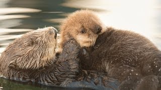 Sea Otter Orphan Gets Adopted [upl. by Urba757]