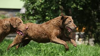 Chesapeake Bay Retrievers Hunting Made Easy [upl. by Ssur174]