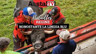 Batailles de Reines regine nonostante la lingua blu [upl. by Knowland]