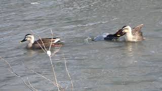 Eurasian Pochard Attacks Chinese Spotbilled Duck in River [upl. by Woodhead]