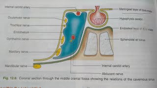 CAVERNOUS SINUSNOTESBDCHAURASIAHEADNECK AND BRAIN ANATOMY [upl. by Bierman]