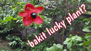 Mickey Mouse Plant  lucky plantOchna Serrulata [upl. by Getraer]