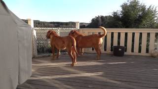 Dogue de Bordeaux Morgan barking [upl. by Malek]