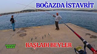 İSTANBUL BOĞAZINDA BALIK BEREKETİ DEVAM EDİYOR  ÇAPARİ İLE İSTAVRİT AVI balıkavı istanbul [upl. by Ainekahs589]