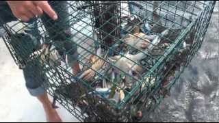 How to catch Blue Crabs in Florida [upl. by Hoashis506]