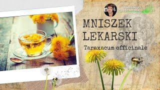 Mniszek Lekarski Tajemnice i Moc Żółtego Kwiatka [upl. by Agnese]