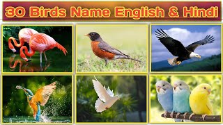 Birds name  Birds name in english and hindi  चिड़ियो के नाम  चिड़ियो के नाम इंग्लिश और हिंदी में [upl. by Sokairyk705]