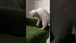 funnycatvideos [upl. by Perren]