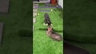 “Freya’s first playdate Socializing with Malibu the Frenchie— CaneCorso frenchbulldog puppy [upl. by Ivanna633]