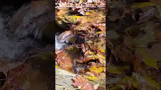 FALL on Short Creek WV October 23 2024 [upl. by Oznecniv]