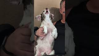 Howling Pup Plays Music With Pet Parent [upl. by Ellard]