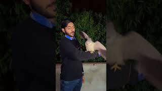 Black shouldered kite  fawad ch pets [upl. by Rumney]