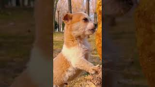 A dog eats honey Cutepets Beautiful moment 1111  shortscutepetsanimal short [upl. by Naniac]