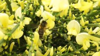 Abeille butinant des fleurs de genêts [upl. by Bala]