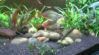 Chilatherina bleheri rainbowfish [upl. by Hershell]