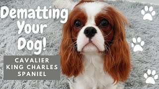 Untangle Matted Dog Hair  How to Dematt amp Untangle Your Cavalier King Charles Spaniel [upl. by Dusza]