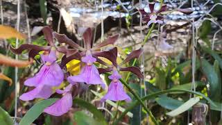 Orquídea Encyclia cordigera y Encyclia cordigera rosea la más grande [upl. by Alexander]