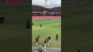 Sydney Royal Easter Show 2024 Day 1 Main Arena  Horse Competitions shorts eastershow sydney [upl. by Elon]