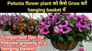 Five important tips for growing Petunia flower plant in hanging basket  Petunia plant care [upl. by Anahpos914]