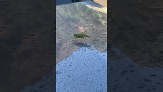 Spotted a Grasshopper Traveling with Us in Yosemite [upl. by Melesa]