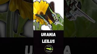 🌈 Motyl który wygląda jak tęcza ✨ Urania leilus – cuda natury 🦋 [upl. by Melton]