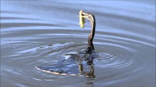 Anhinga the quotSnakebirdquot Famous spear technique for a fresh meal quotwater turkeyquot [upl. by Yenwat]