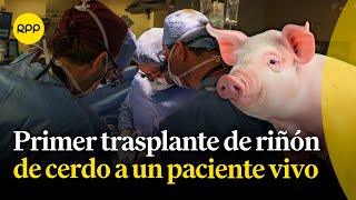 Trasplantan riñón de un cerdo genéticamente modificado a un ser humano por primera vez [upl. by Yaffit]