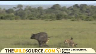 Cape Buffalo Mom Denies Spotted Hyena Hunt of Her Calf Right After Giving Birth  Kenya Safari [upl. by Berky]