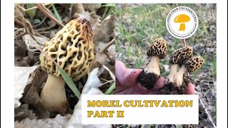 MOREL CULTIVATION PART II [upl. by Nohsal]