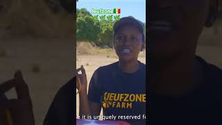 JeufZone 🇸🇳  La ferme agropastorale de Thione Niang au Sénégal shorts afrique agro business [upl. by Hartzel]