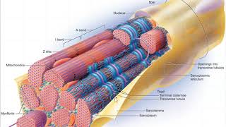 Muscle Fiber Microanatomy [upl. by Aihtnis146]