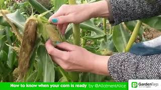 How to Know When Your Corn is Ready to Harvest [upl. by Levram]