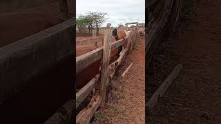 Vaccinating boran cattle against Foot and mouth Disease FMD [upl. by Agueda701]