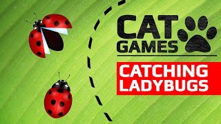 CAT GAMES  🐞 CATCHING LADYBUGS ENTERTAINMENT VIDEOS FOR CATS TO WATCH [upl. by Alema]