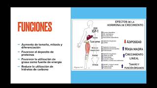 Crecimiento  Endocrinología pediátrica [upl. by Neddy]