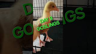 GOSLINGS DAY 9 [upl. by Fillbert136]