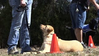 Mans best friend aids Australian military vets with PTSD [upl. by Tan477]