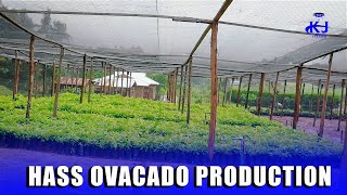 PART 1 HASS AVOCADO FARMINGgrafting avocado trees [upl. by Rinee]