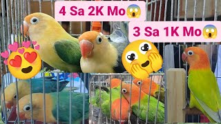 Vlog360 Aqua Price Upd8 Part 1 Dito Lang Po Malabon Pet Market 😊🌞😊 [upl. by Enaed]