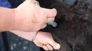 See how to use Cydectin Long Acting Injection for Cattle [upl. by Ennovehc]