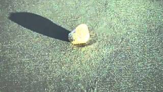 Pumice The Floating Rock Found at Jupiter Beach [upl. by Atkinson]