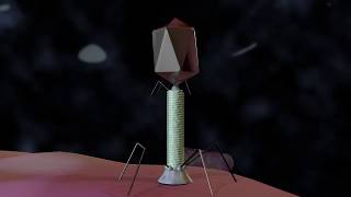 Bacteriophage T4 Virus 3D Animation [upl. by Allis62]