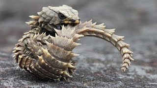 กิ้งก่า Armadillo Lizard สัตว์เลี้ยงแปลก คล้ายไดโนเสาร์ [upl. by Asereht83]