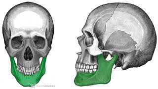 Forward Mandible  Subliminal Audio [upl. by Adnohsak]